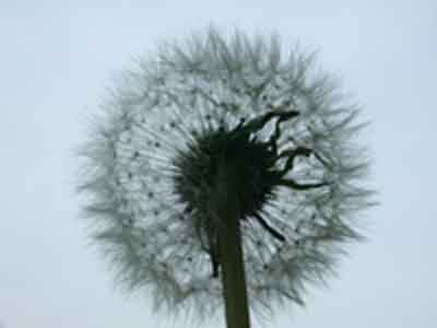 Dandelion